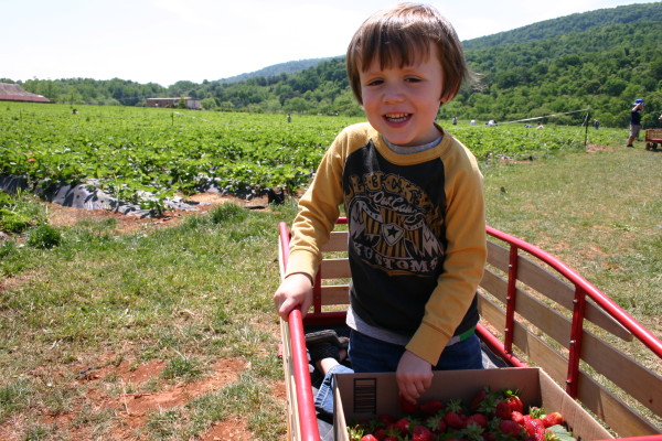 Pick Your Own Local Strawberries with Kids