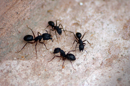 natural solutions to ant infestations