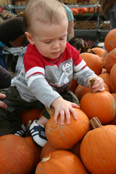 Green local organic pick-your-own pumpkin patch Halloween