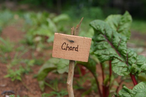 chard in the garden