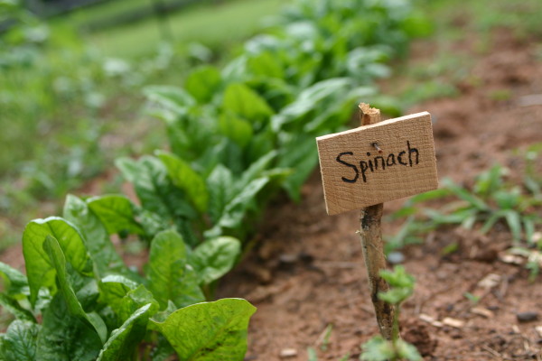 spinach in the garden