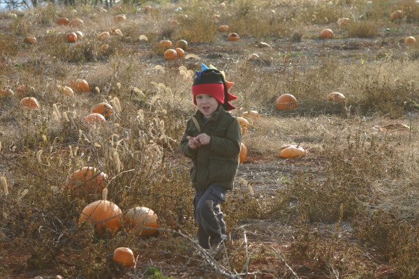 organic pumpkin patch on halloween