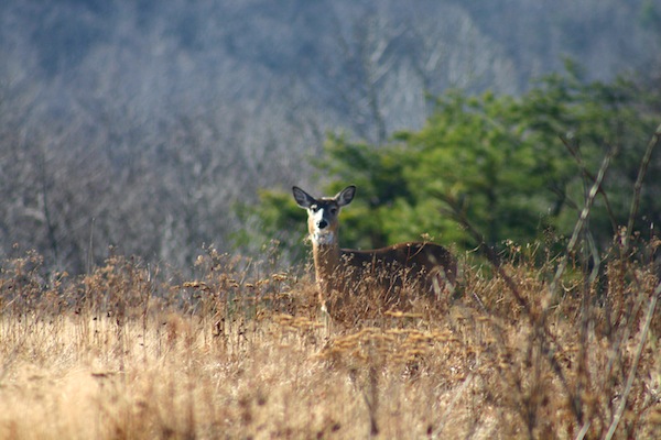Deer on Skyline Drive in Blue Ridge Mountains