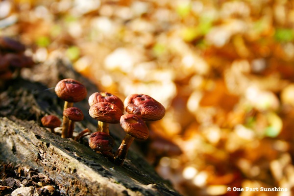 Red Mushrooms on Skyline Drive in Blue Ridge Mountains