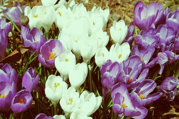 The Emergence of Spring | OnePartSunshine.com